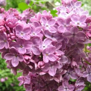 сирень Маршал Бирюзов Н 30-60