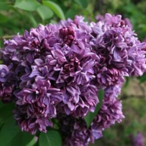 Сирень обыкновенная Салават Юлаев