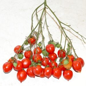 Томат Поцелуй герани . Р8