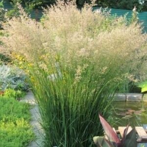 Вейник остроцветковый 'Karl Foerster'