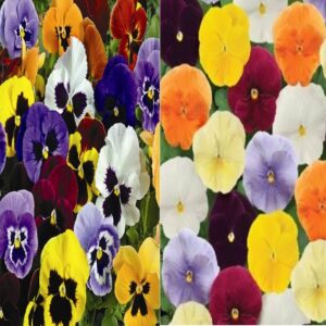 Виола виттрока миксР8