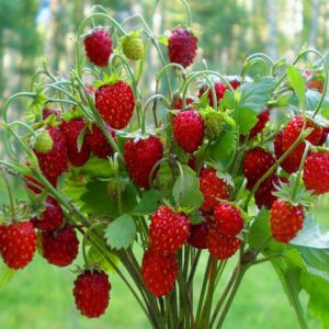 земляника Барон Солемахер