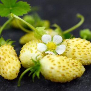 земляника Холидей