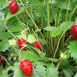 земляника Руяна