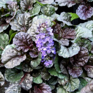 живучка ползучая Блэк Скэллоп