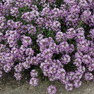 Алиссум Лавандовый Кристалл