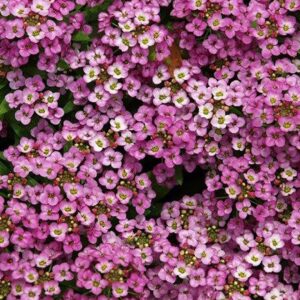 Алиссум Розовый день