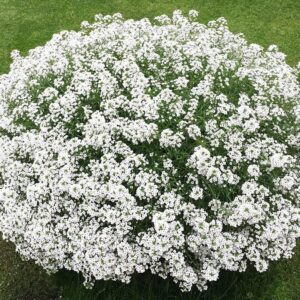 Алиссум Сноу Принцесс