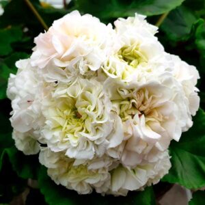 пеларгония Эльбрус