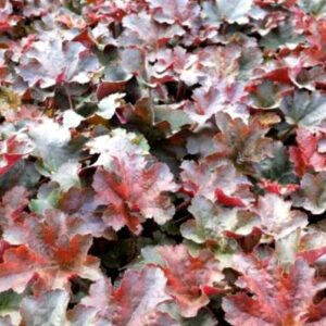 Гейхера Капучино