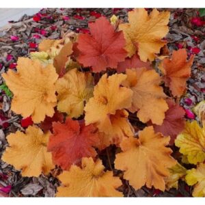 гейхера Карамель