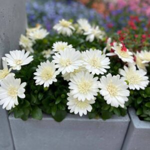 Остеоспермум 3D Нанук