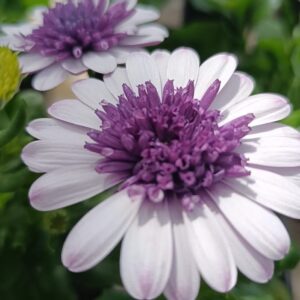 Остеоспермум  Блюберри Шейк