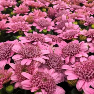 остеоспермум махровый Маргарита Дабл Пинк