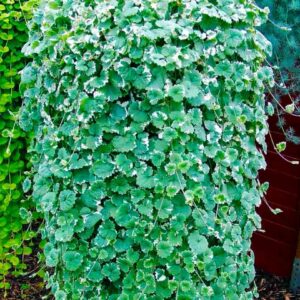 вариегатная Бурда